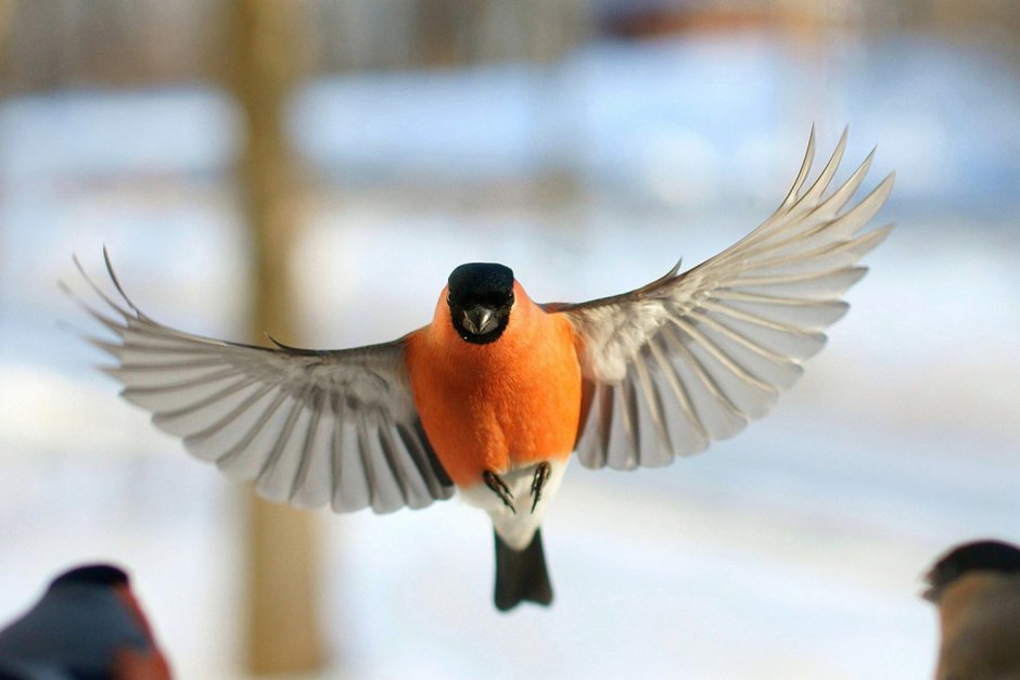 Зимние птицы в полете