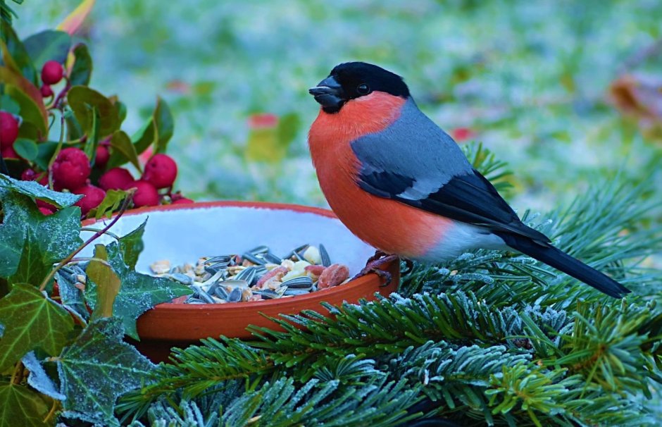 Снегирь в тайге