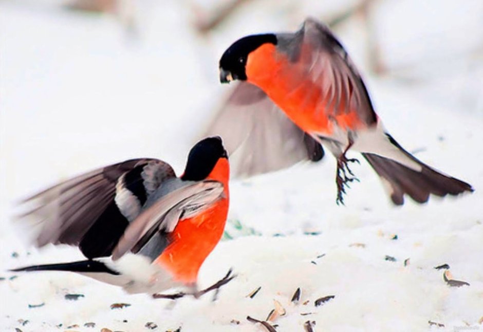 Снегири зимой