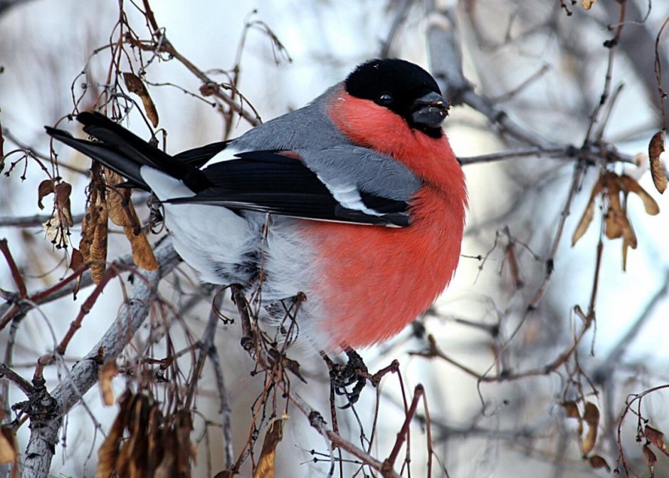 Снегирь обыкновенный pyrrhula pyrrhula