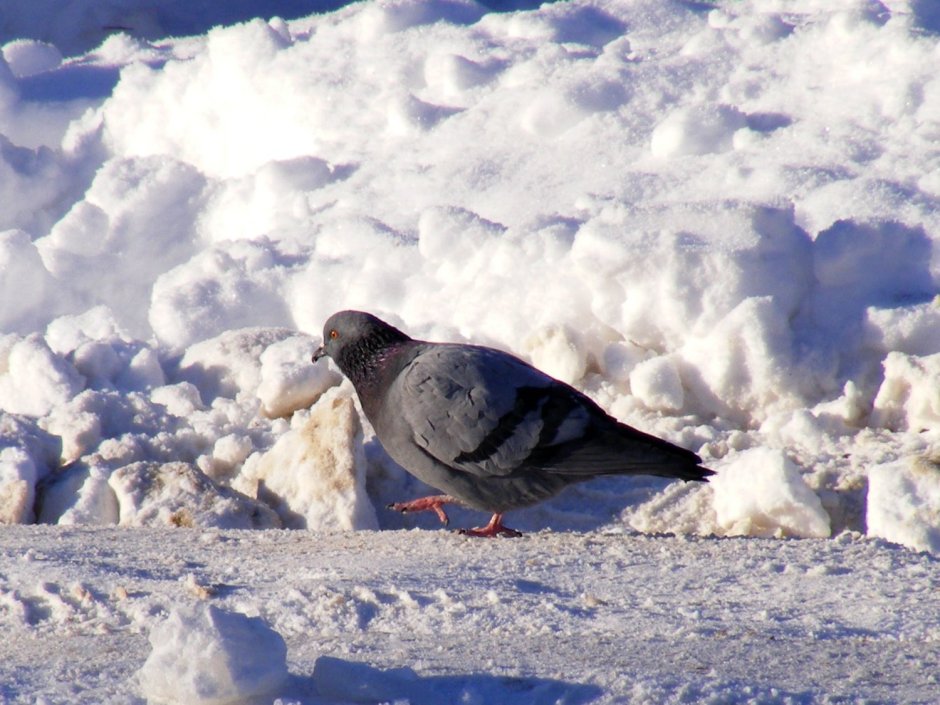 Зимующие птицы