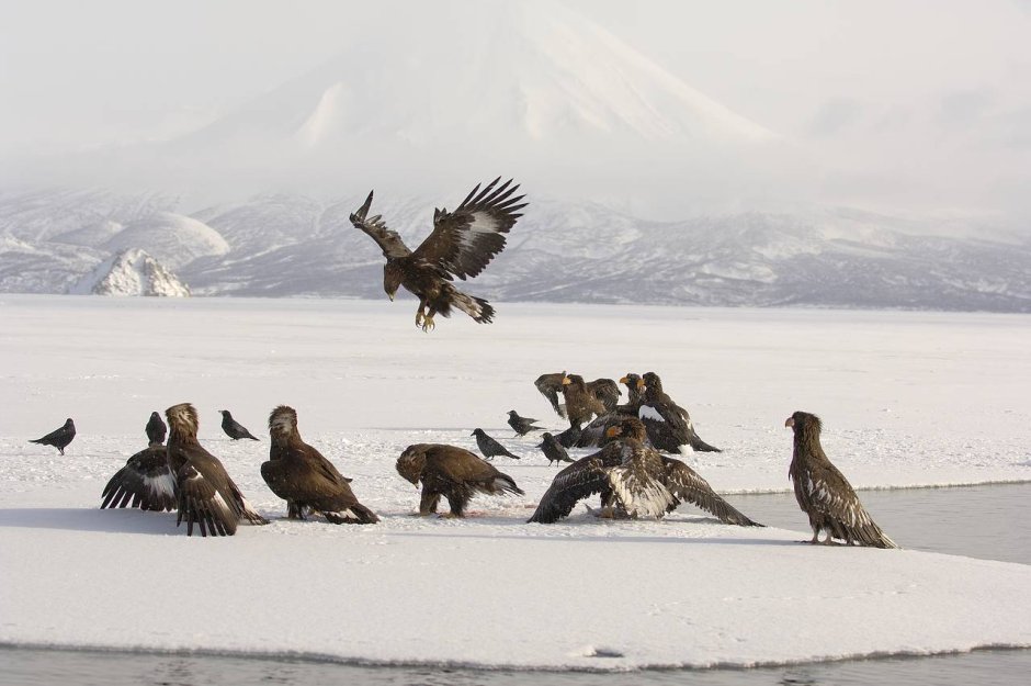 Кроноцкий заповедник Камчатка птицы