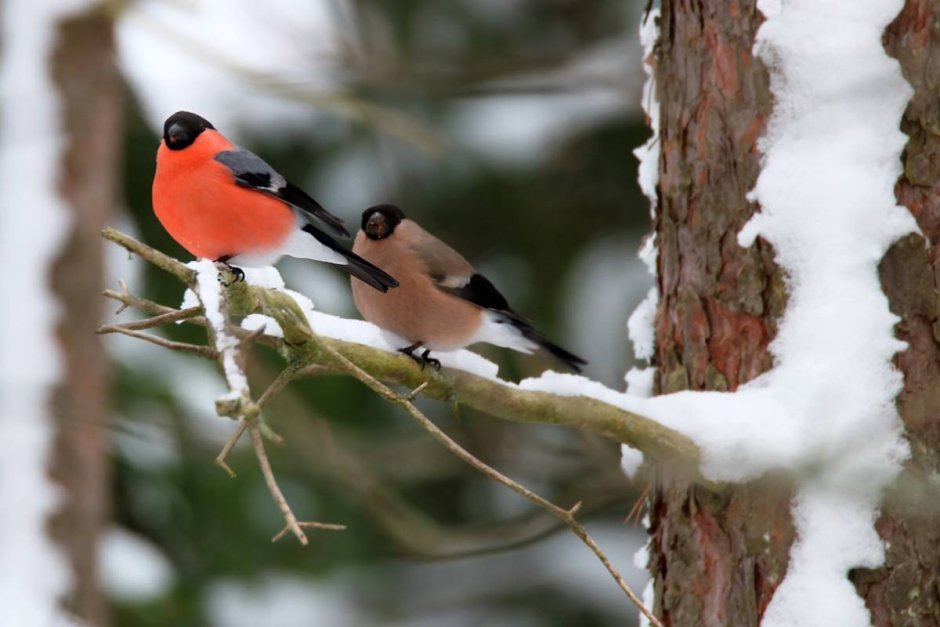 Снегирь самка и самец