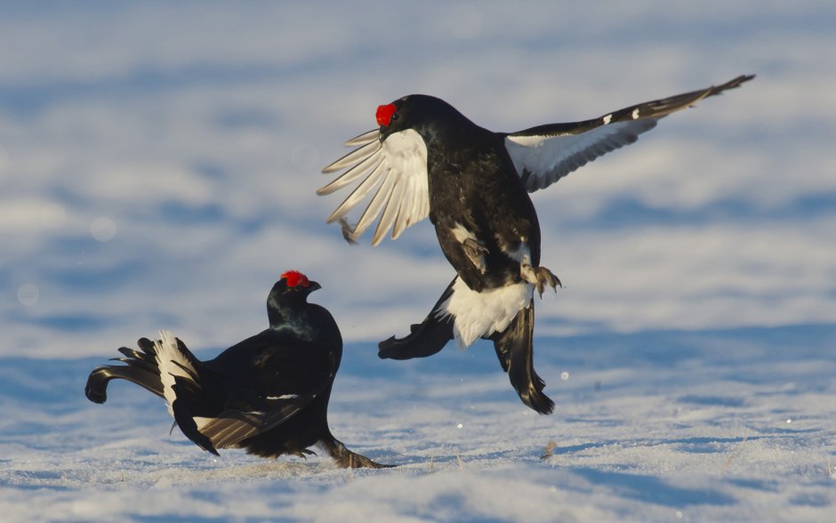 Тетерев зимой