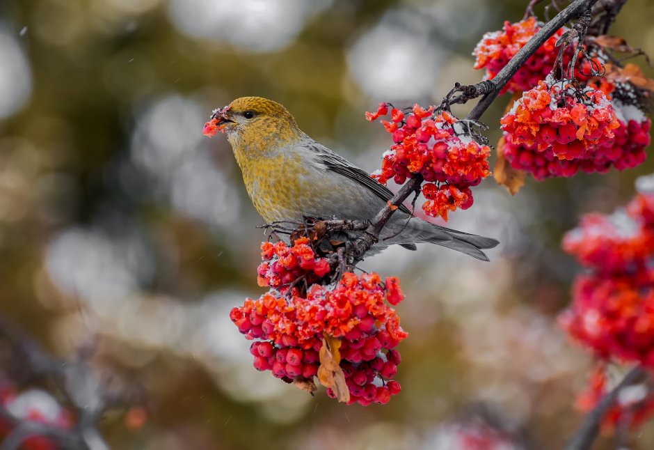 Щур Рябиновый