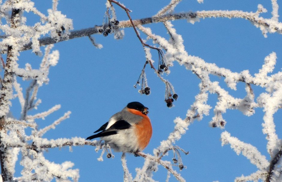 Птицы зимой