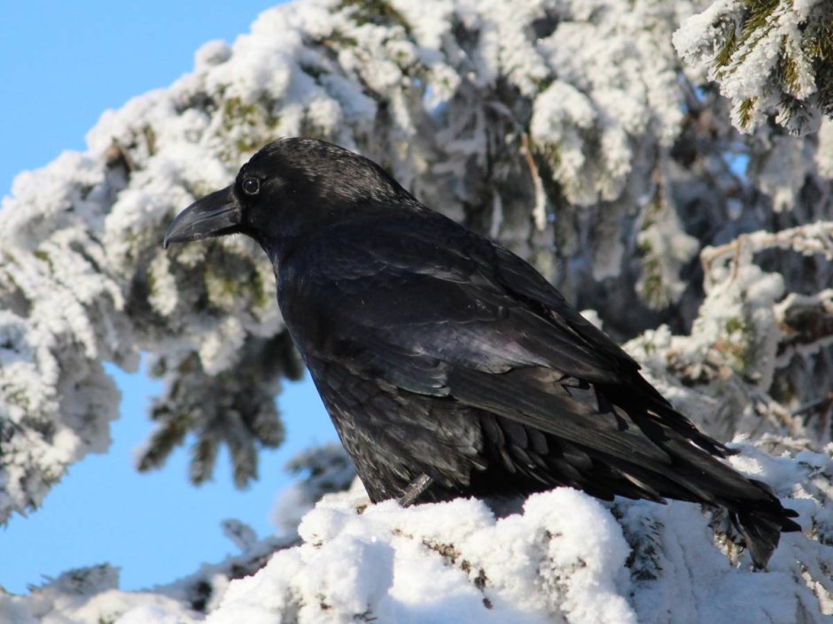 Королевский ворон Коракс