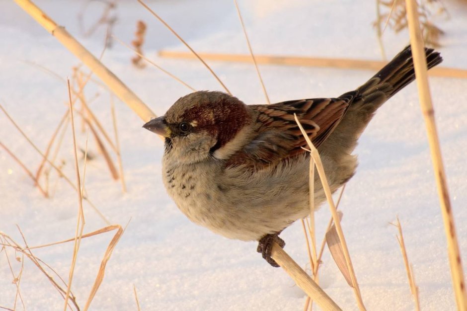 Домовый Воробей воробьиные