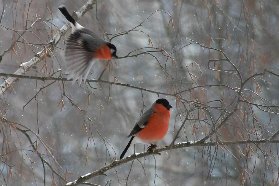 Снегири в зимнем лесу