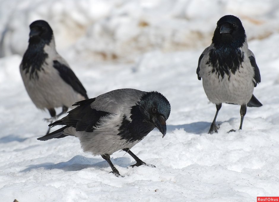 Вороны на снегу