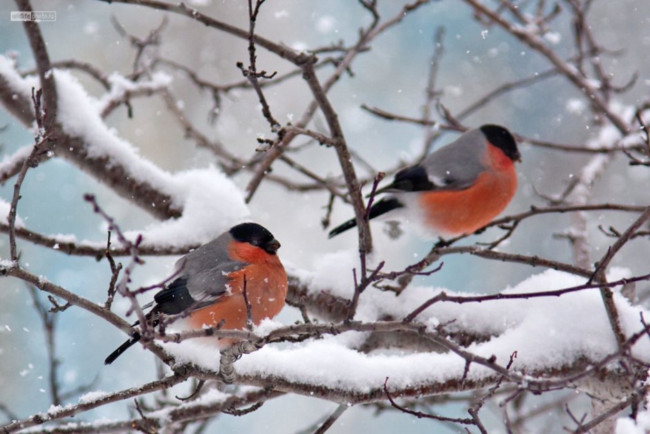 Снегири зимой