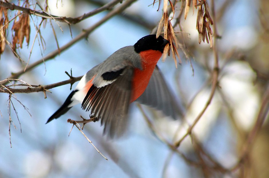 Снегири фото зимой