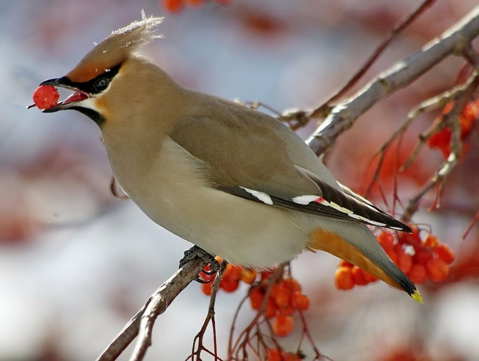 Свиристель зимующая птица