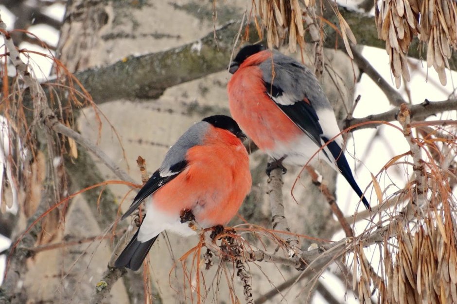Желтогрудый Снегирь
