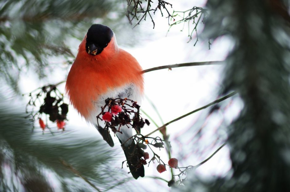 Зимующие птицы камчатки