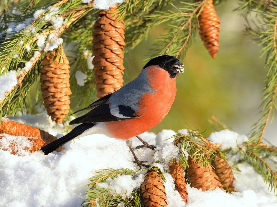 Снегирь фото