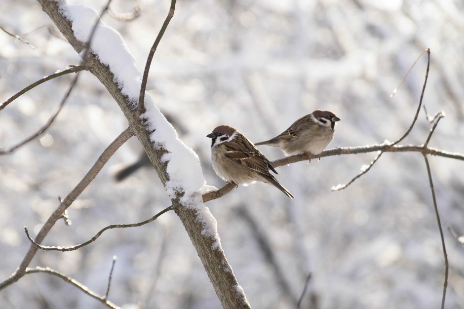 Воробей зимой