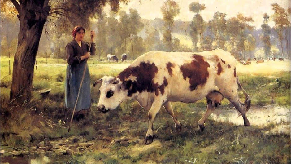 Корова сзади