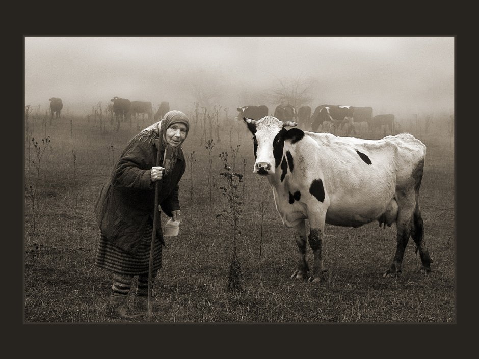 Зад коровы