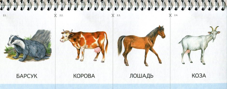 Красивый теленок
