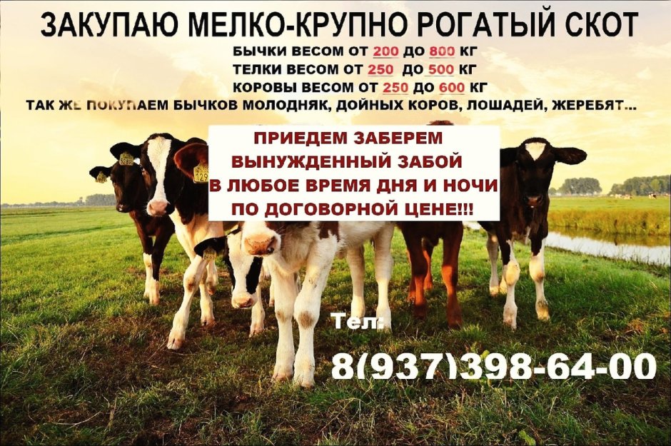 Девушка корова