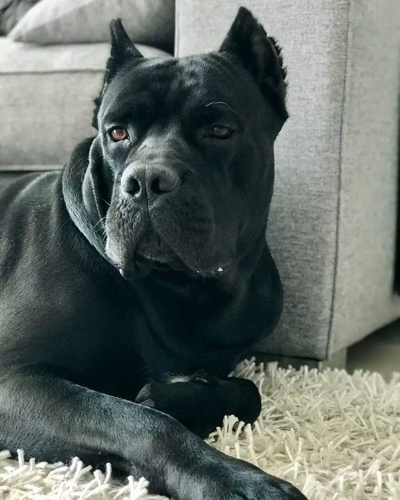 Щенки Корсо Комо