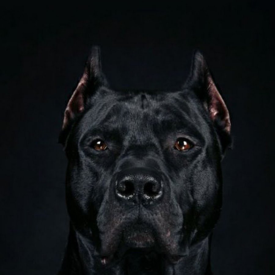 Выставки собак в СПБ Кане Корсо в Санкт-Петербурге