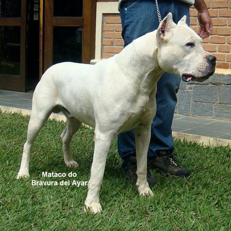 Кане Корсо альбинос