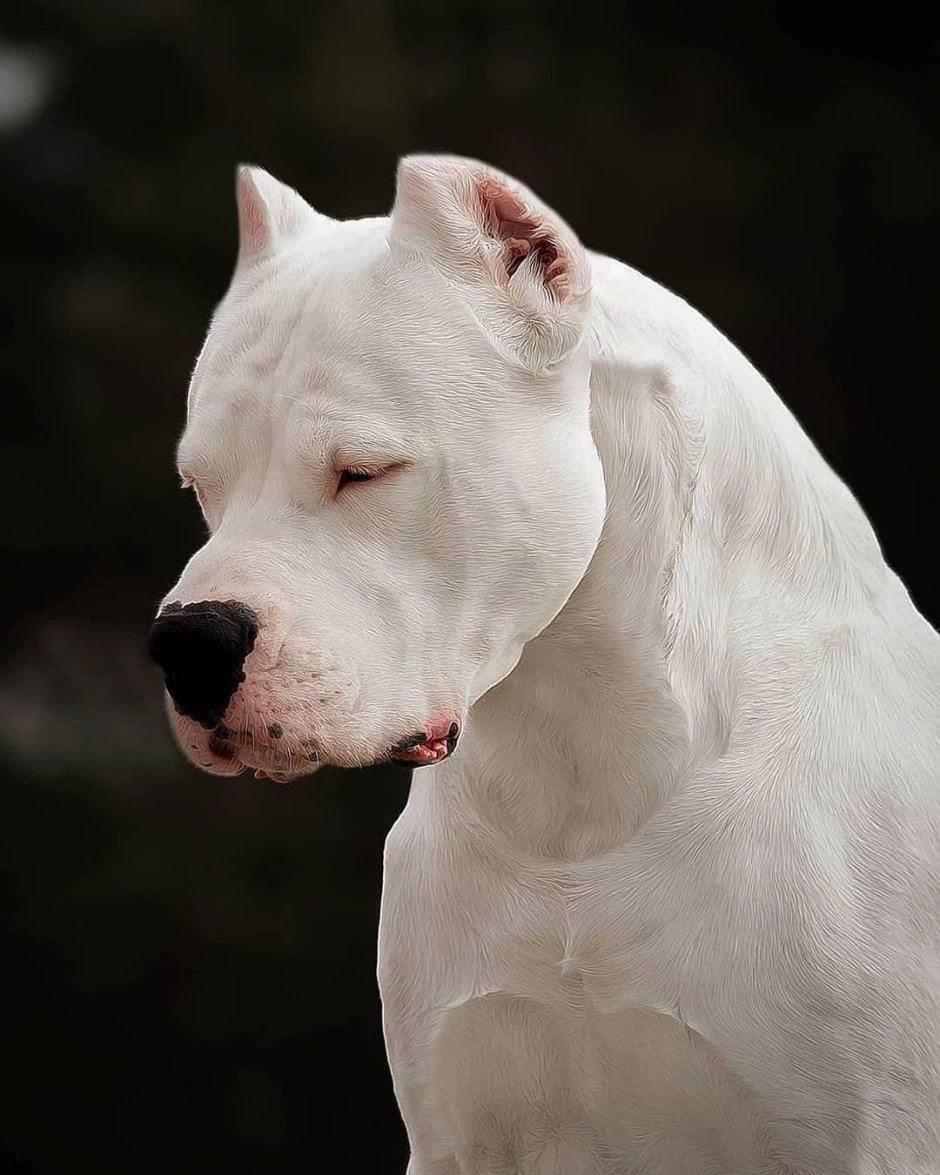 Кане Корсо альбинос