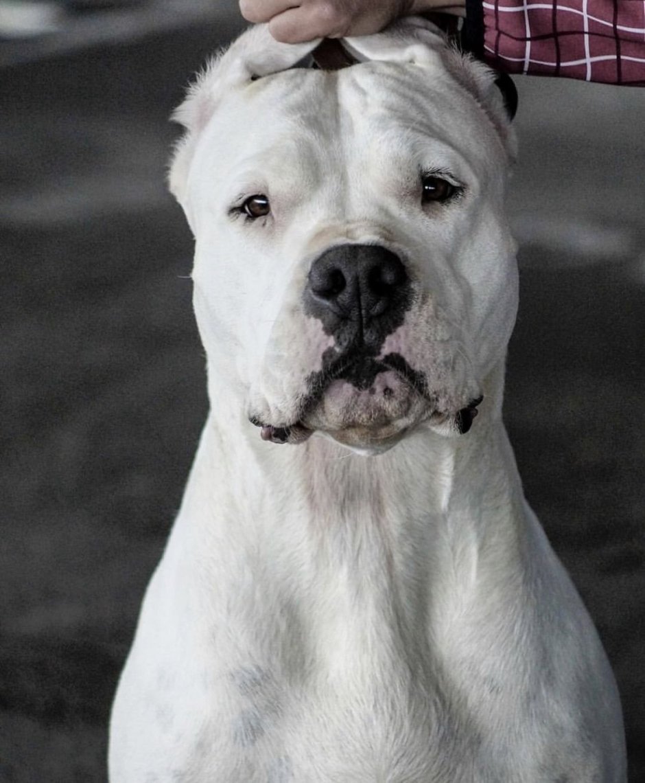 Аргентинский дог, мастиф