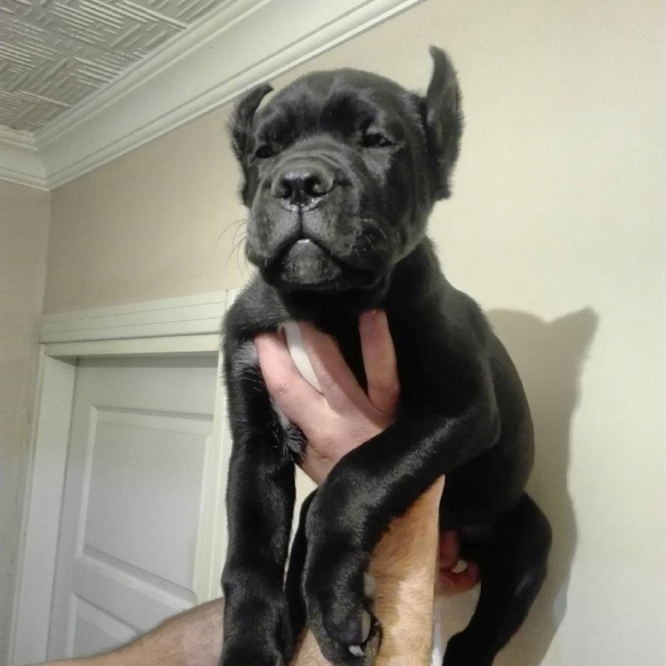 Кане Корсо смешные