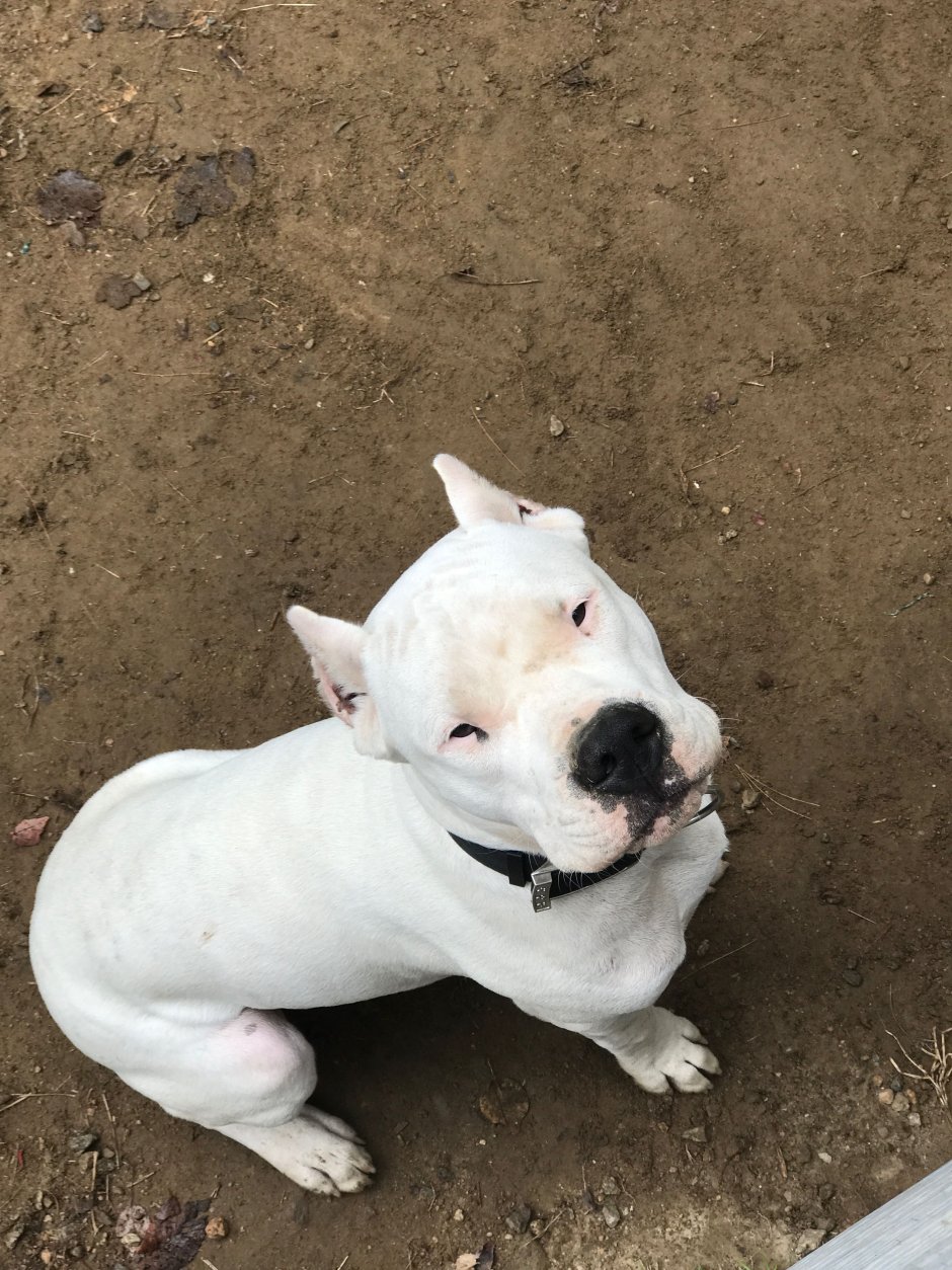 Кане Корсо и булли