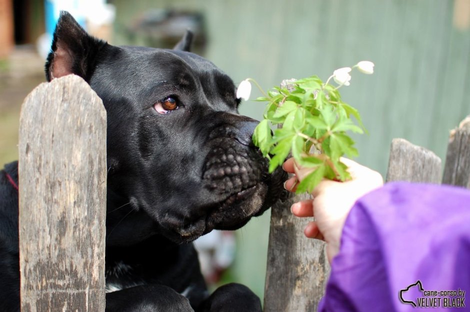 Кане Корсо Лукас мольто форте