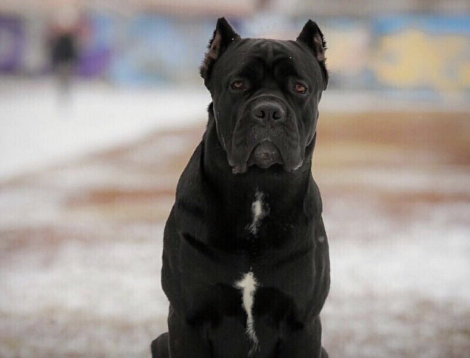 Бойцовская собака Кане Корсо