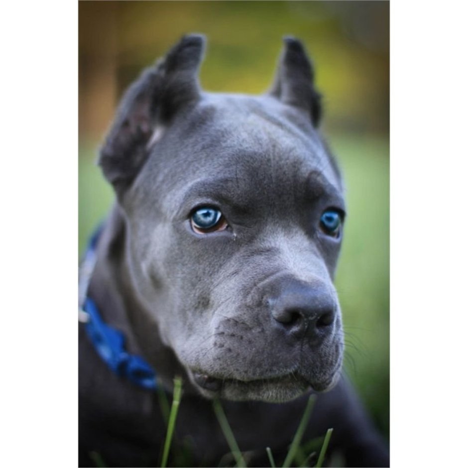 Кане Корсо Tina чемпион Москва 2018