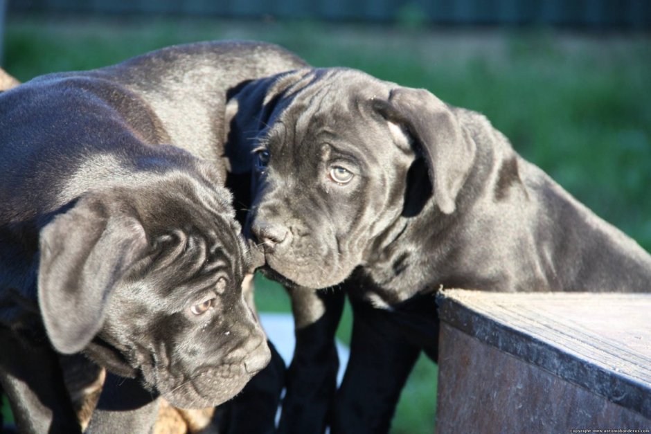 Кане Корсо оскал