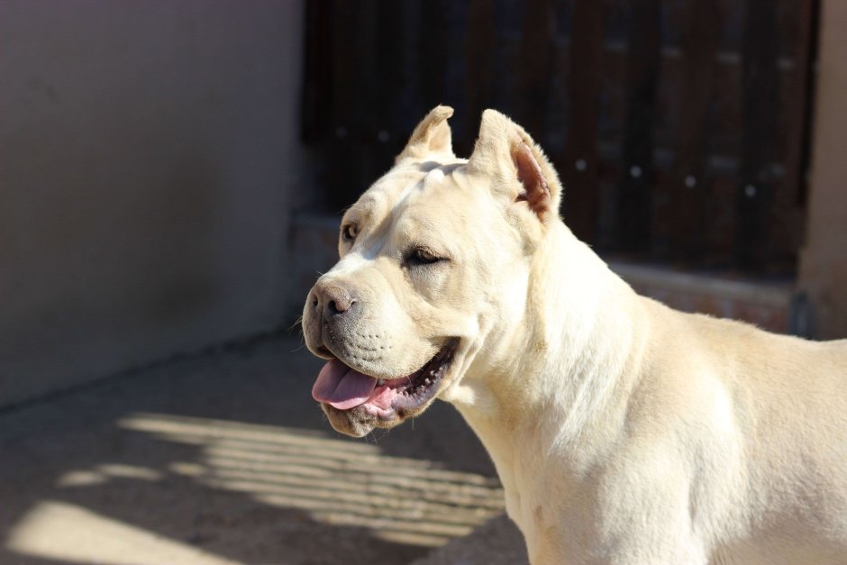 Кане Корсо белый окрас