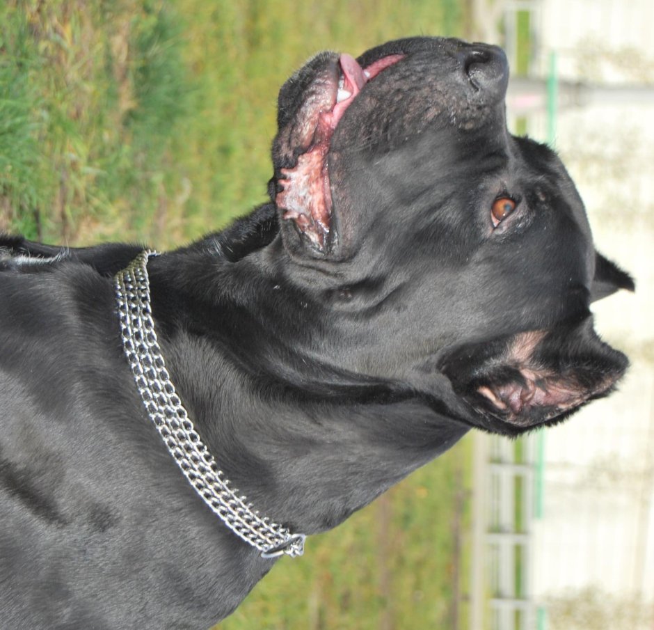 Стаффордширский терьер черный