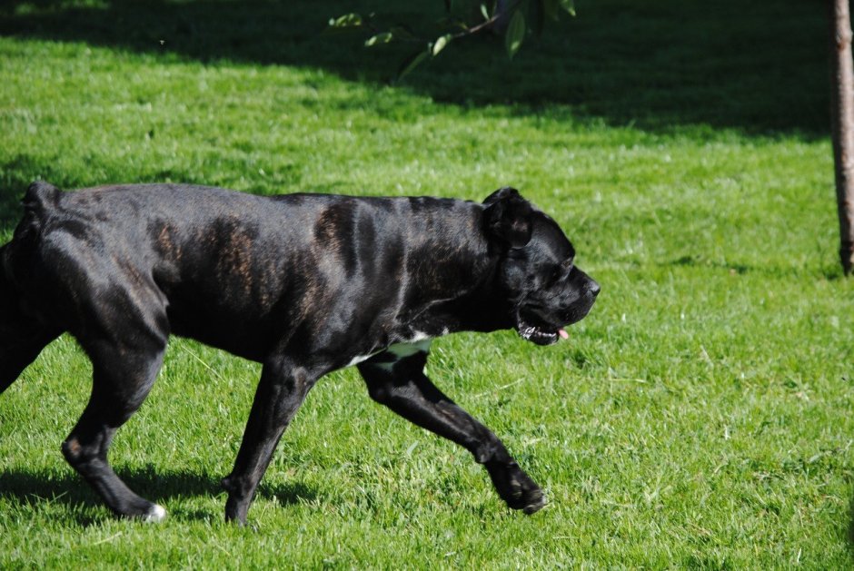 Третье веко у собаки Кане Корсо