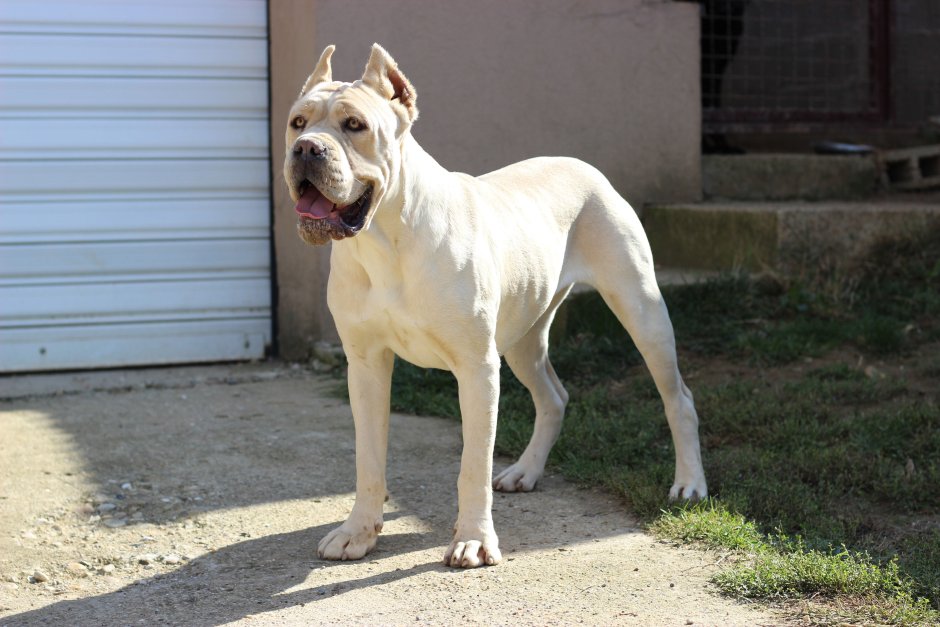 Cane Corso белый