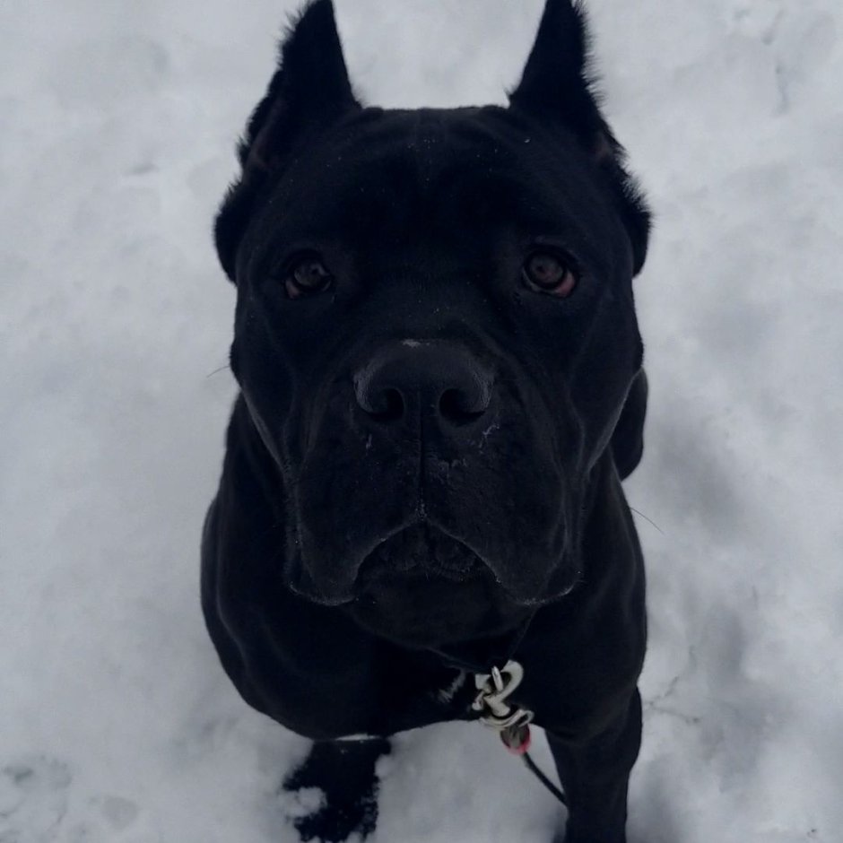 Аргентинский дог и питбуль