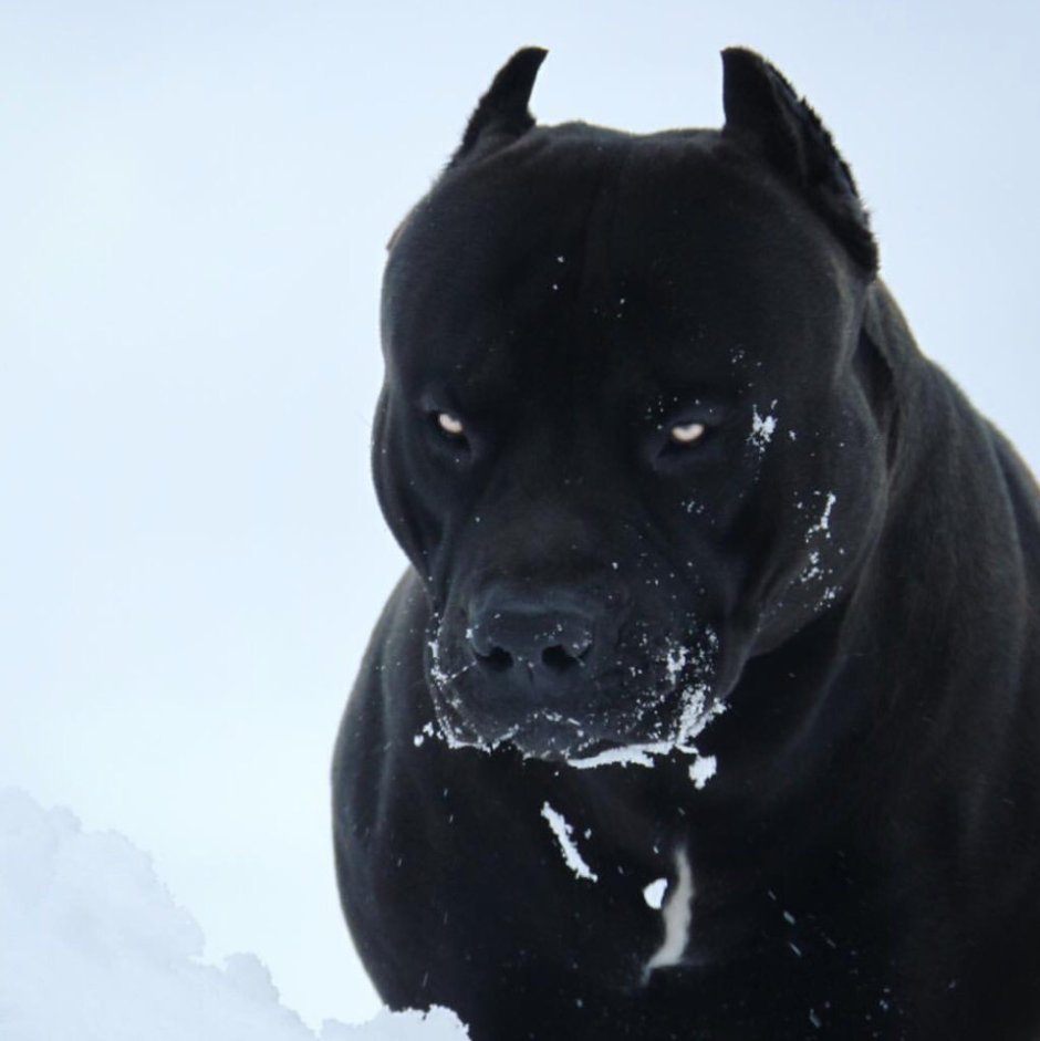 Кане Корсо Пума