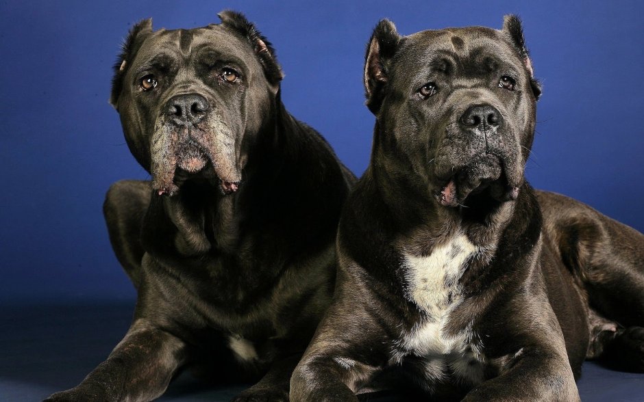 Собака аргентинский питбуль