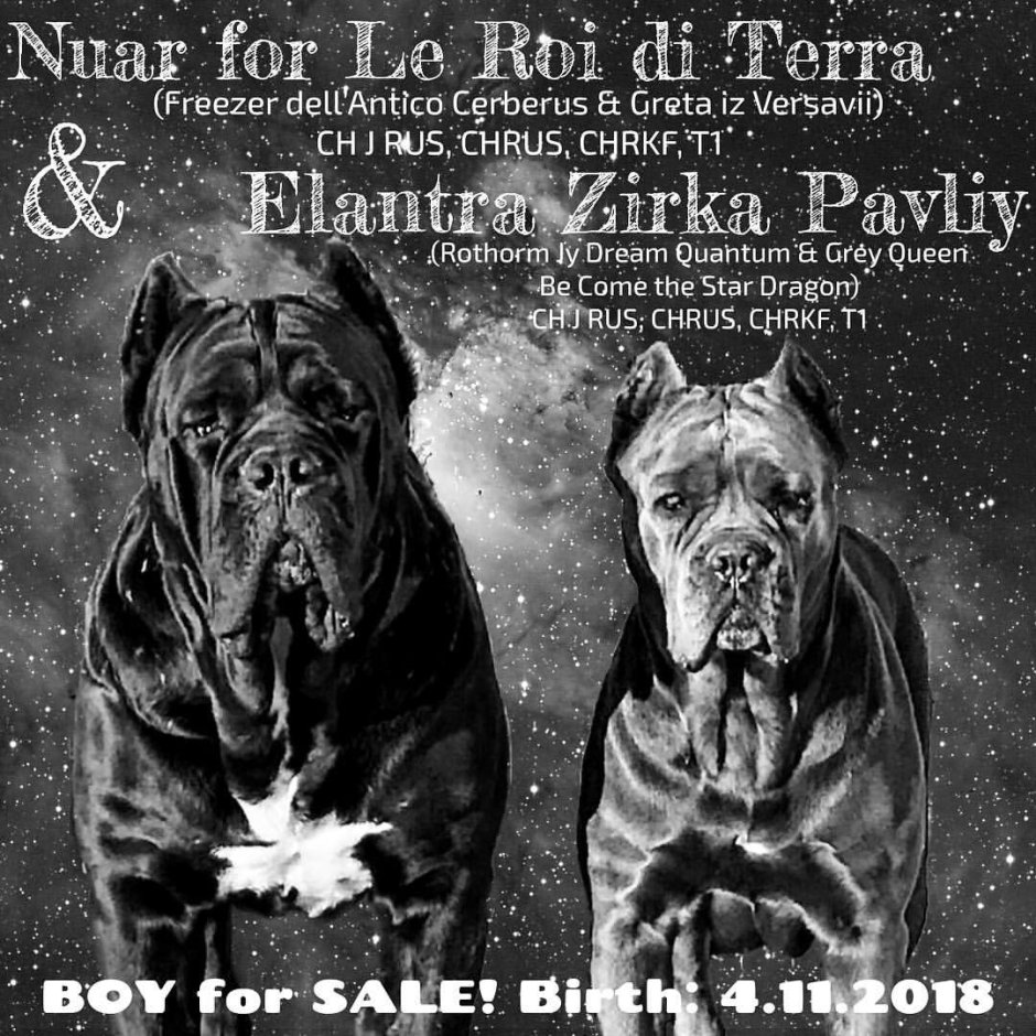 Кане Корсо собака