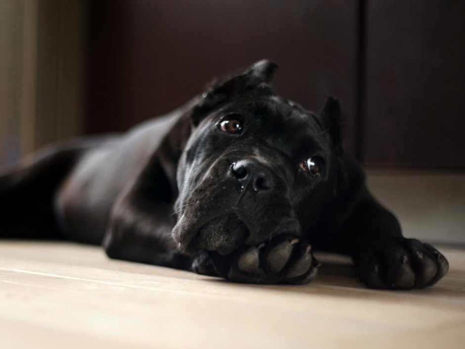 Кане Корсо собака