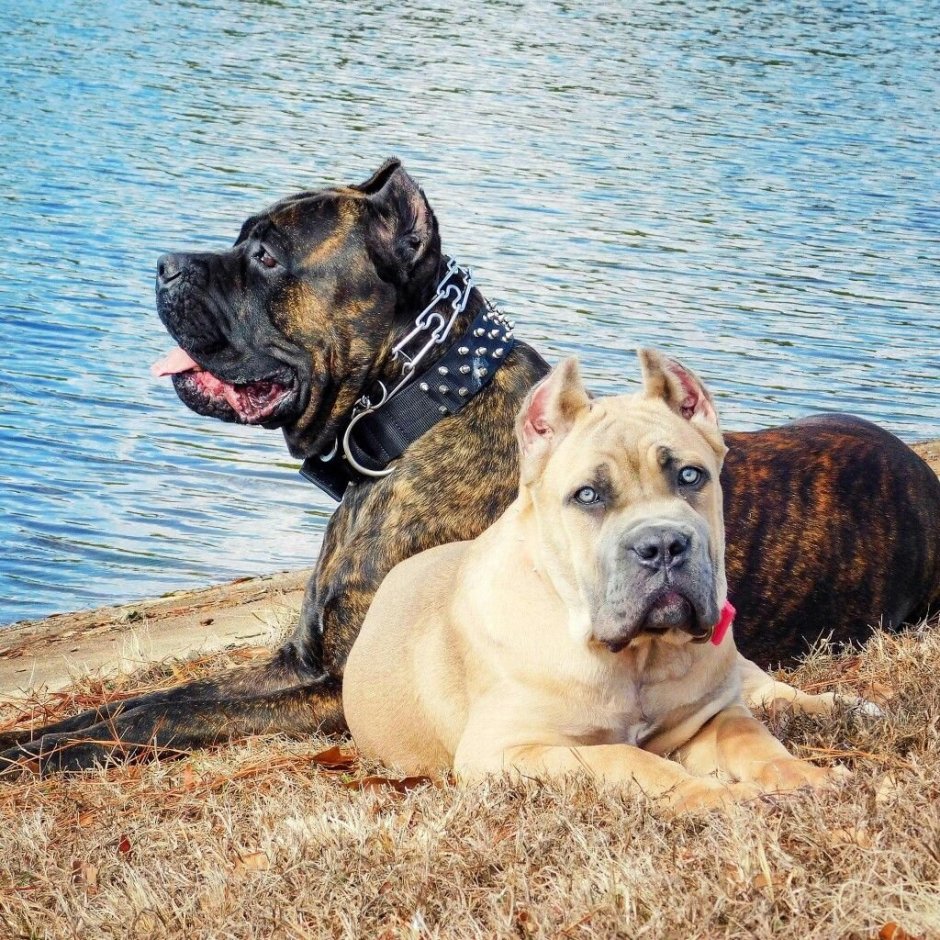 Стаффордширский терьер альбинос