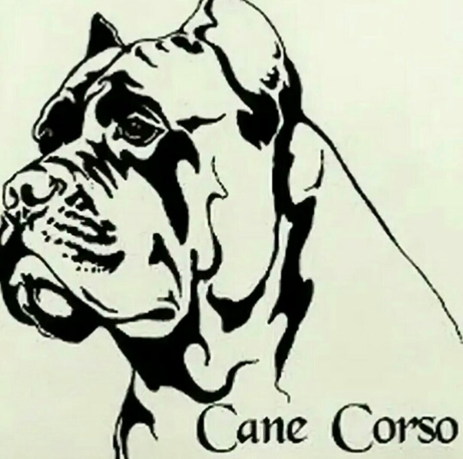 Обои Кане Корсо голубые