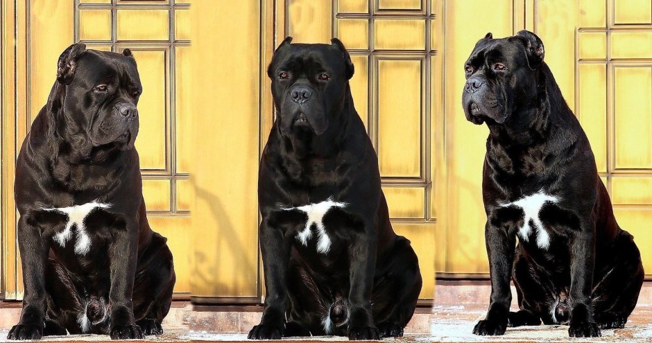 Американский питбультерьер черный злой