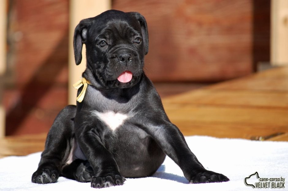 Алано Эспаньол белый