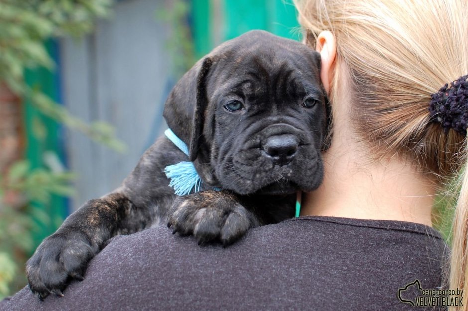 Американский стаффордширский терьер черный